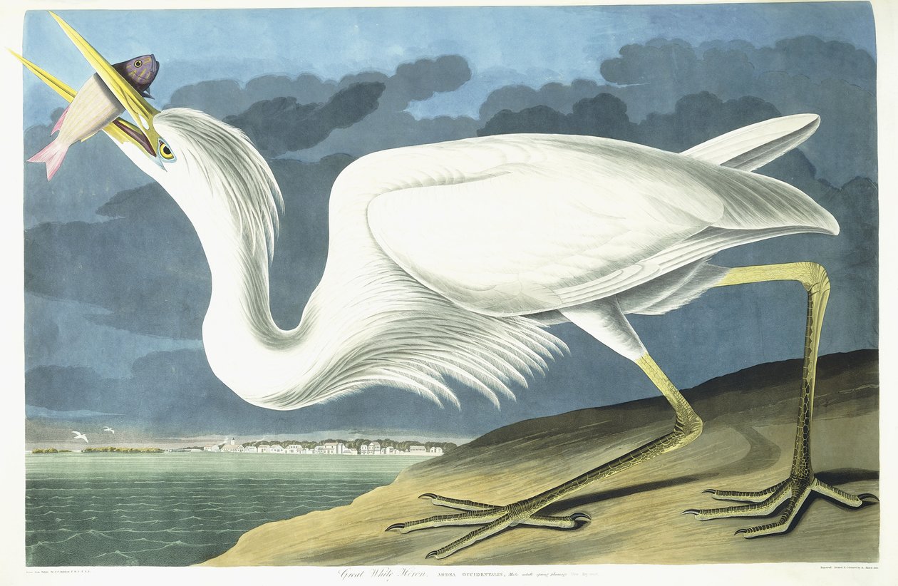 Czapla biała, dorosły samiec, upierzenie wiosenne, 1835 autorstwa John James Audubon