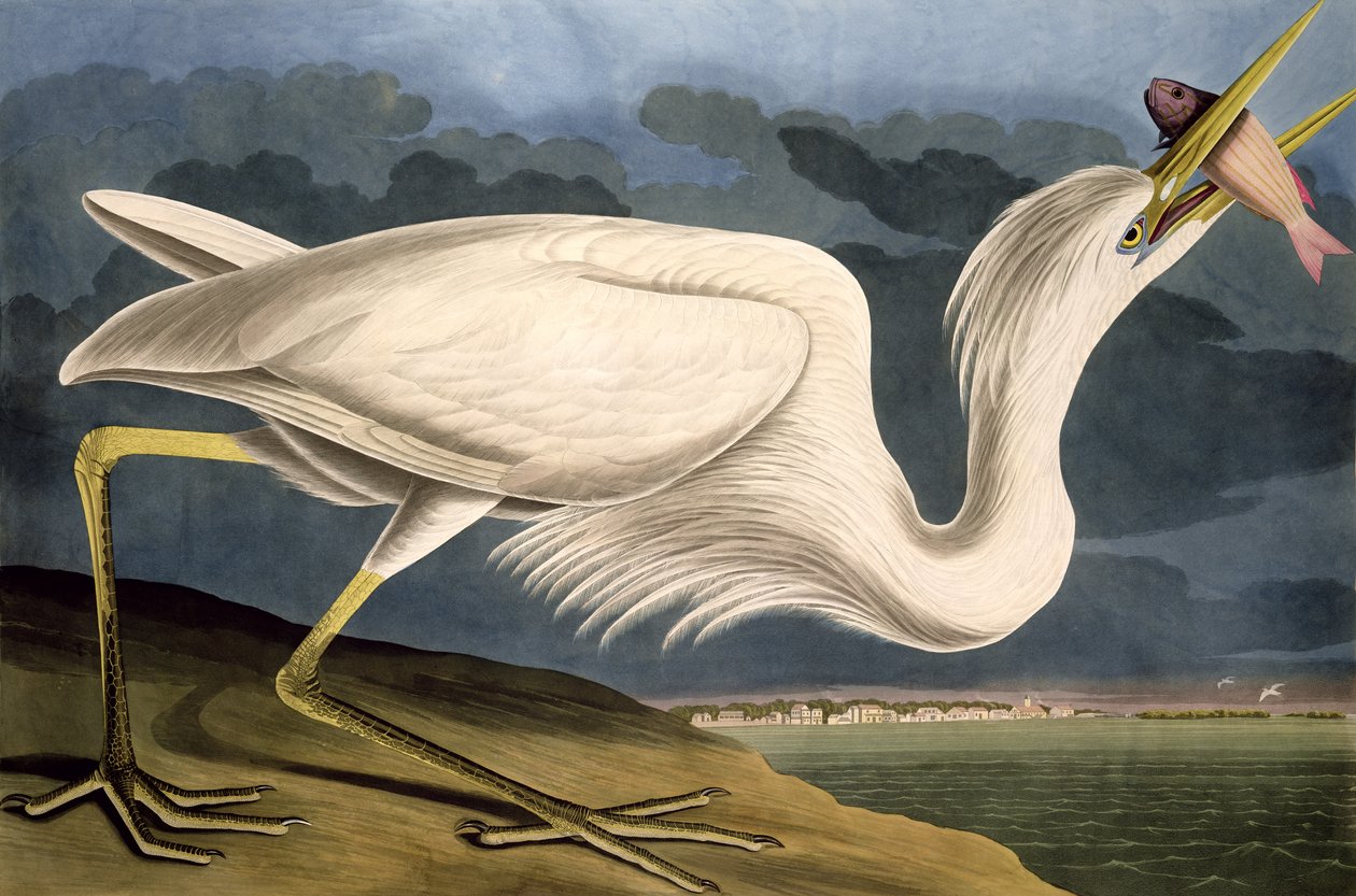 Czapla biała , z „Ptaki Ameryki”, ryt. Robert Havell (1793-1878) 1835 autorstwa John James Audubon