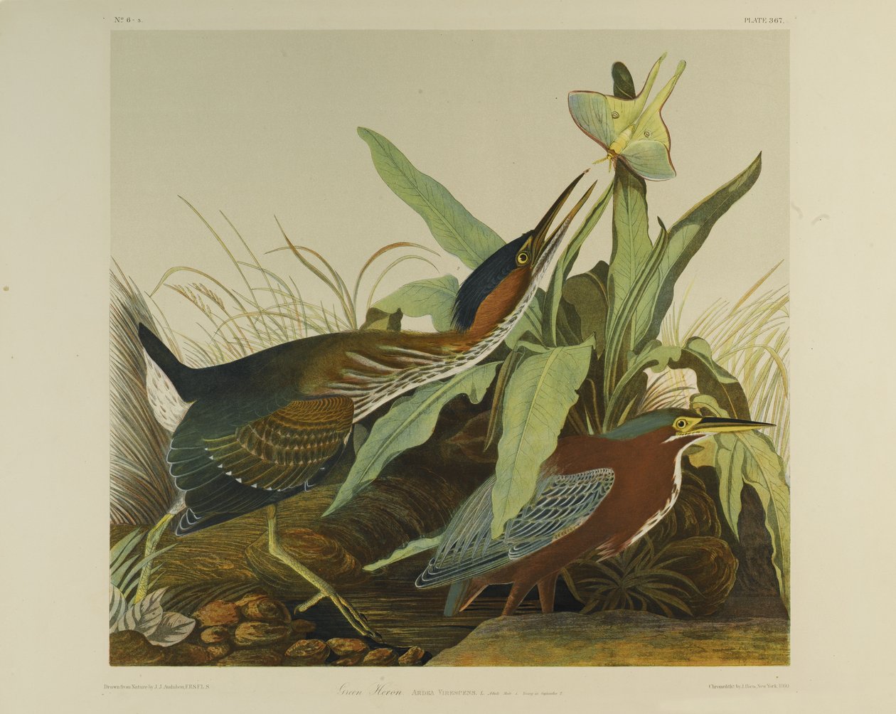 Green Heron, wydrukowane przez Juliena Biena i wydane przez Roe Lockwood & Son, 1861 (chromolitografia) autorstwa John James Audubon