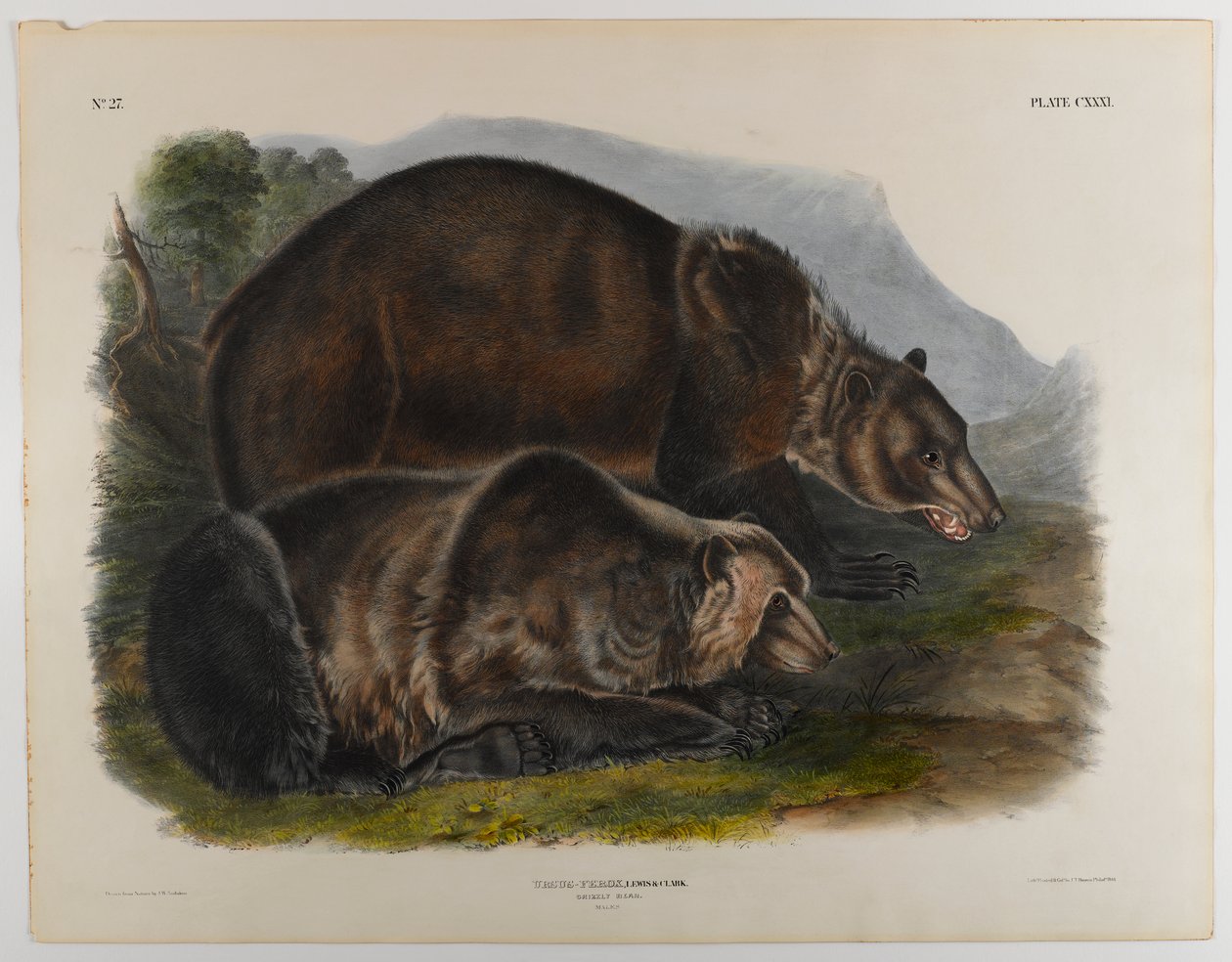 Niedźwiedź grizzly autorstwa John James Audubon