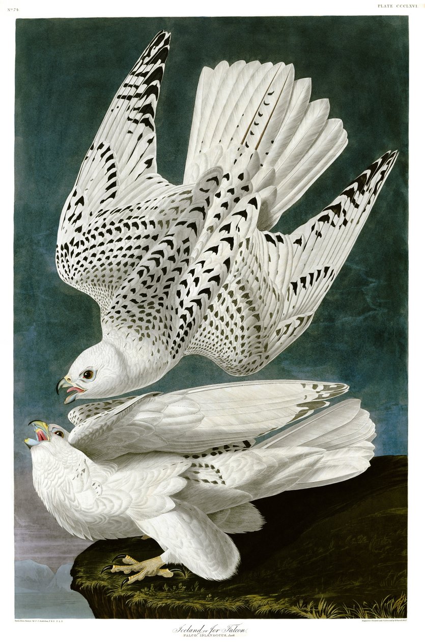 Gyfalcon, Falco rusticolus, grawer ręcznie kolorowany autorstwa John James Audubon