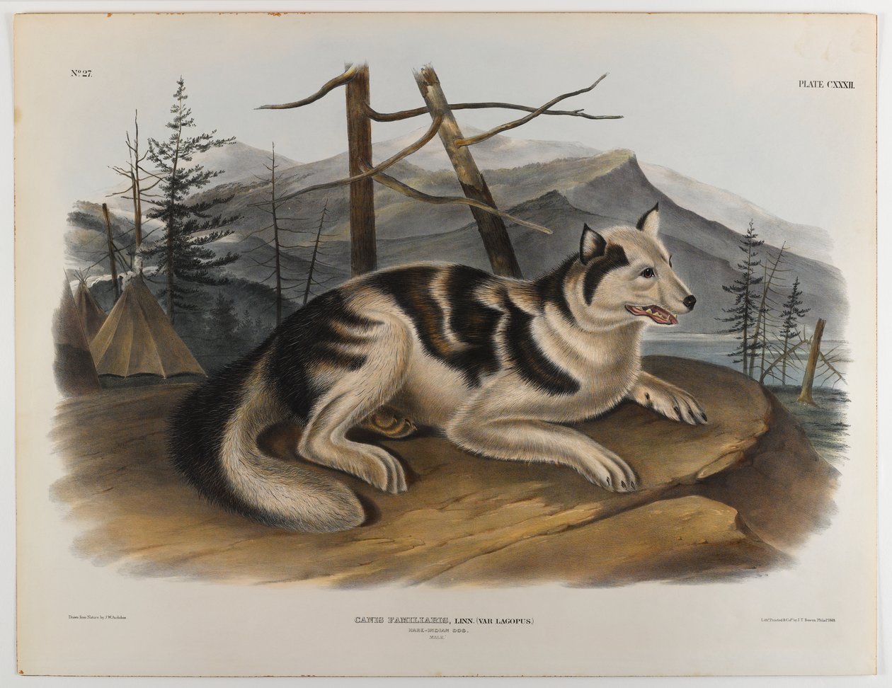 Zając indyjski pies autorstwa John James Audubon