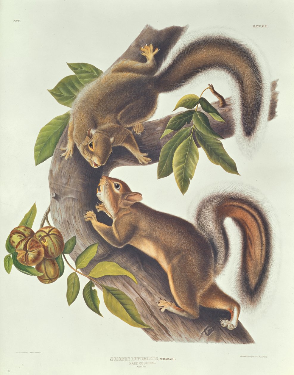 Zając Wiewiórka (Sciurus Leoporinus) autorstwa John James Audubon