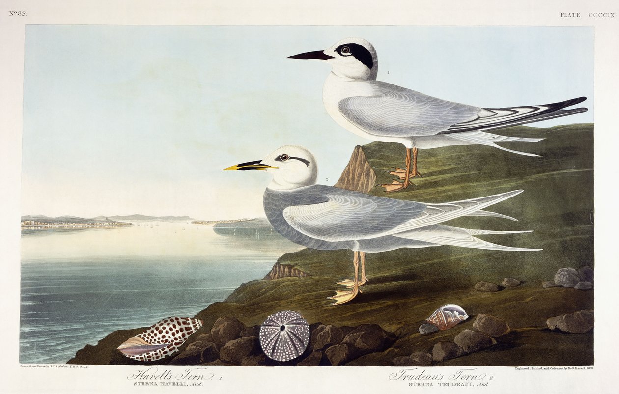 Rybitwa Havell i Rybitwa Trudeau, 1838 autorstwa John James Audubon