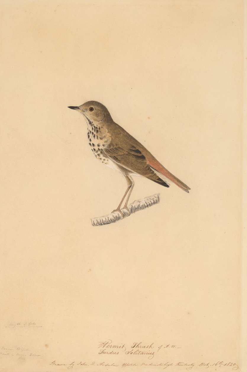 Drozd pustelnik, 1820. autorstwa John James Audubon