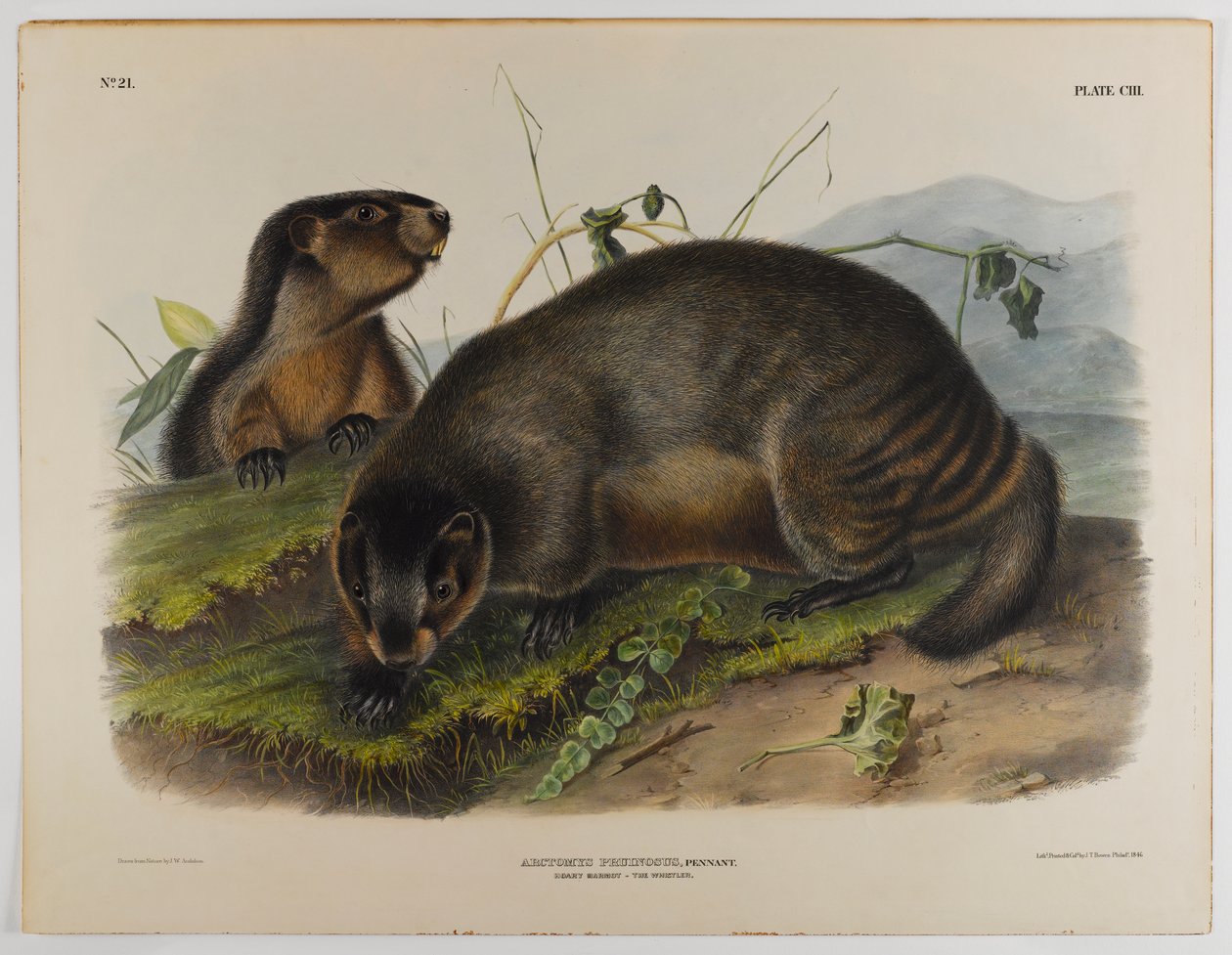 świstak siwy autorstwa John James Audubon