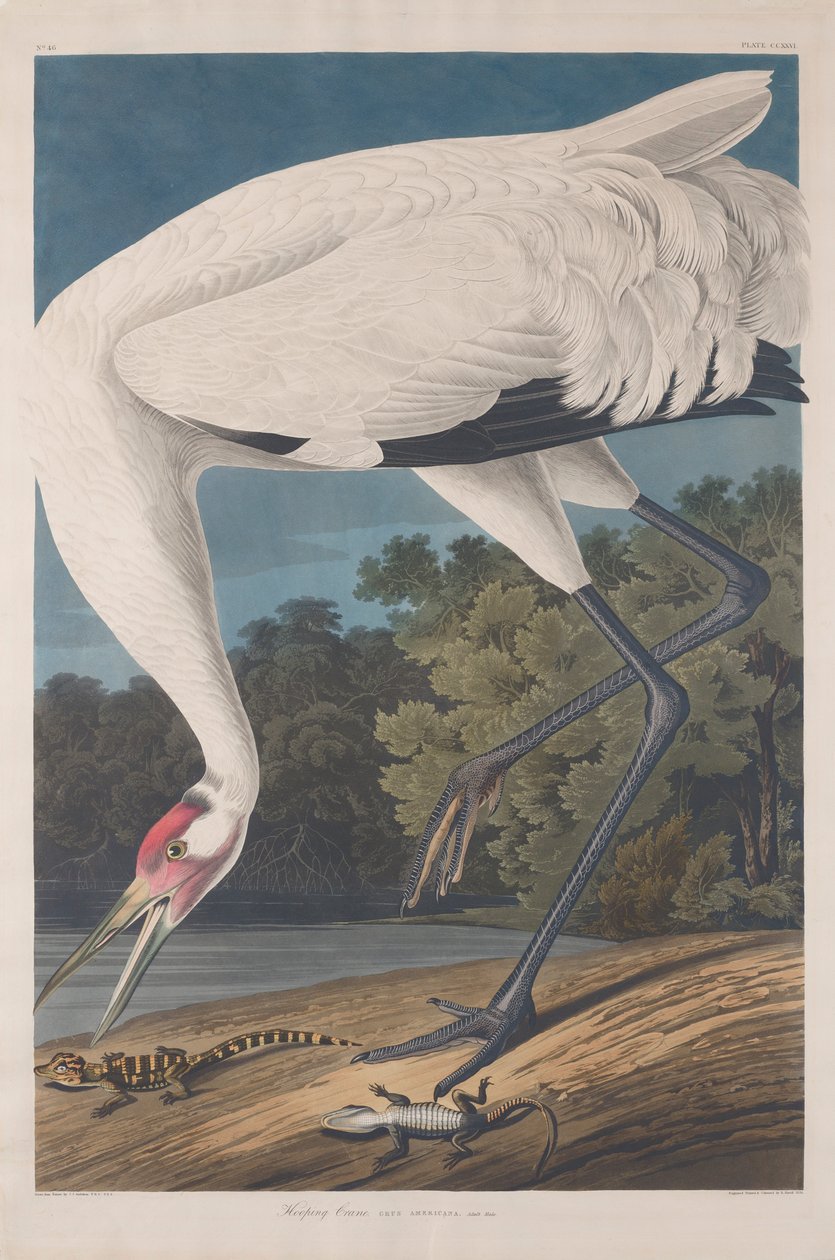 Suwnica, 1834 autorstwa John James Audubon