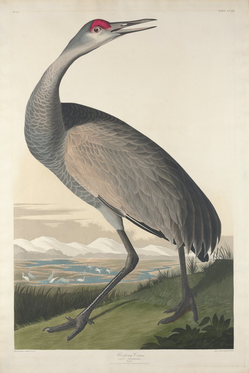 Suwnica, 1835 autorstwa John James Audubon