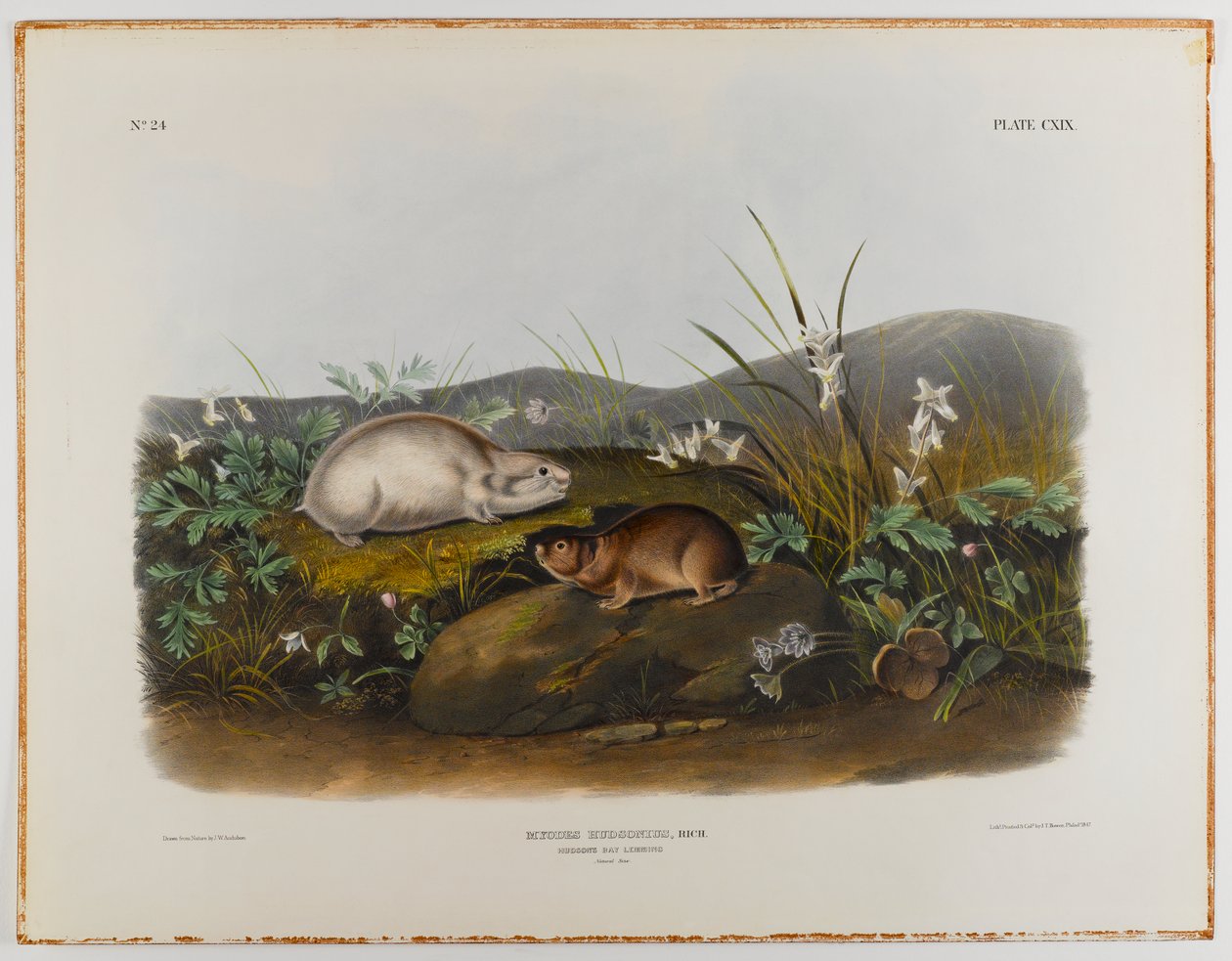 Leming z Zatoki Hudsona autorstwa John James Audubon