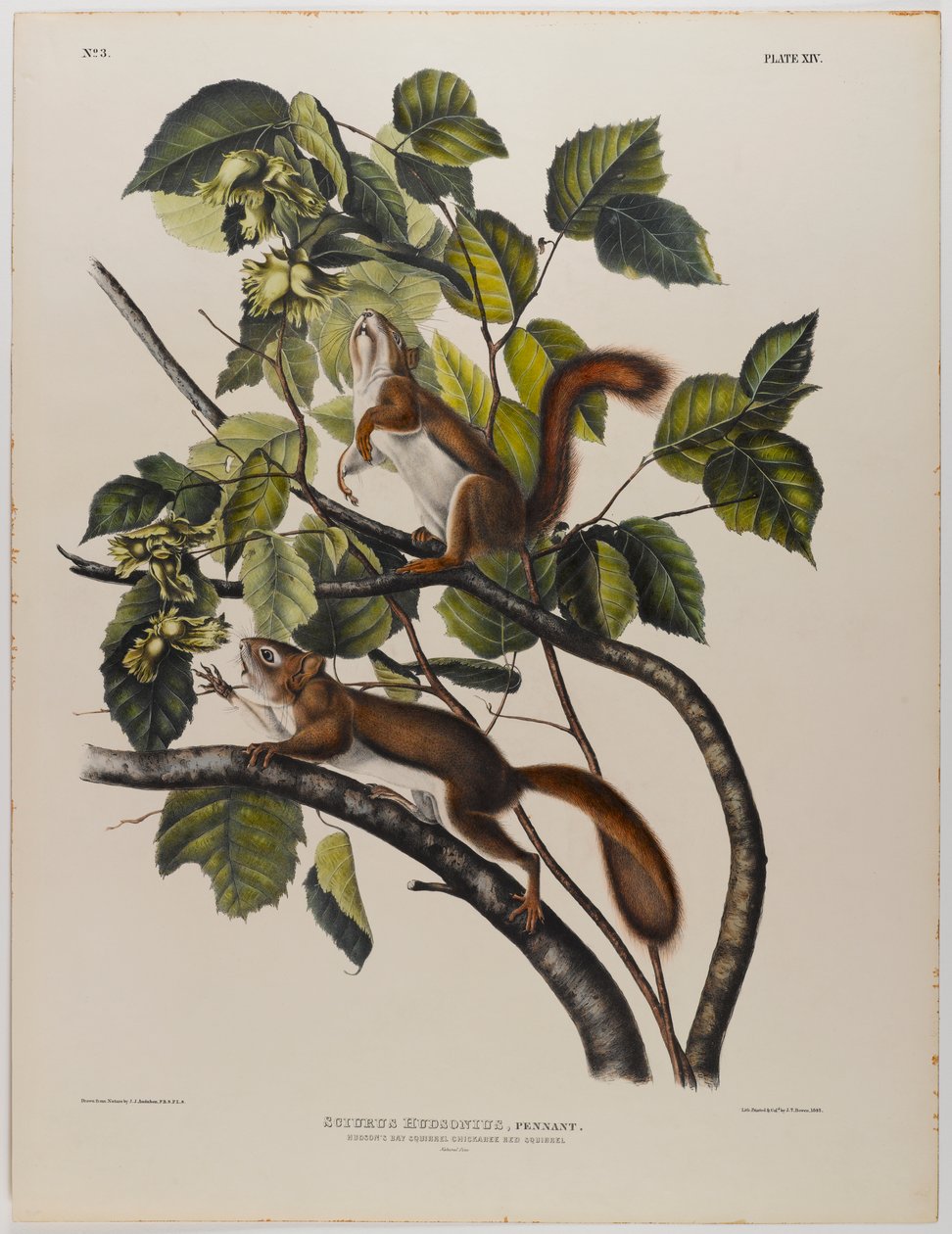 Wiewiórka z Zatoki Hudsona autorstwa John James Audubon