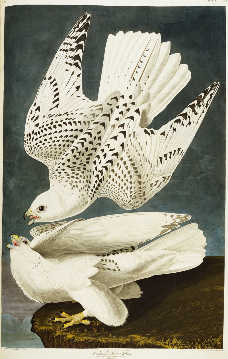 Islandia Lub Sokół Jer. sokół autorstwa John James Audubon
