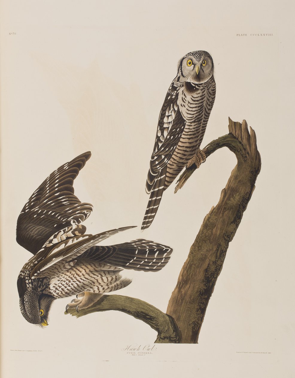 Ilustracja z „Birds of America” autorstwa John James Audubon