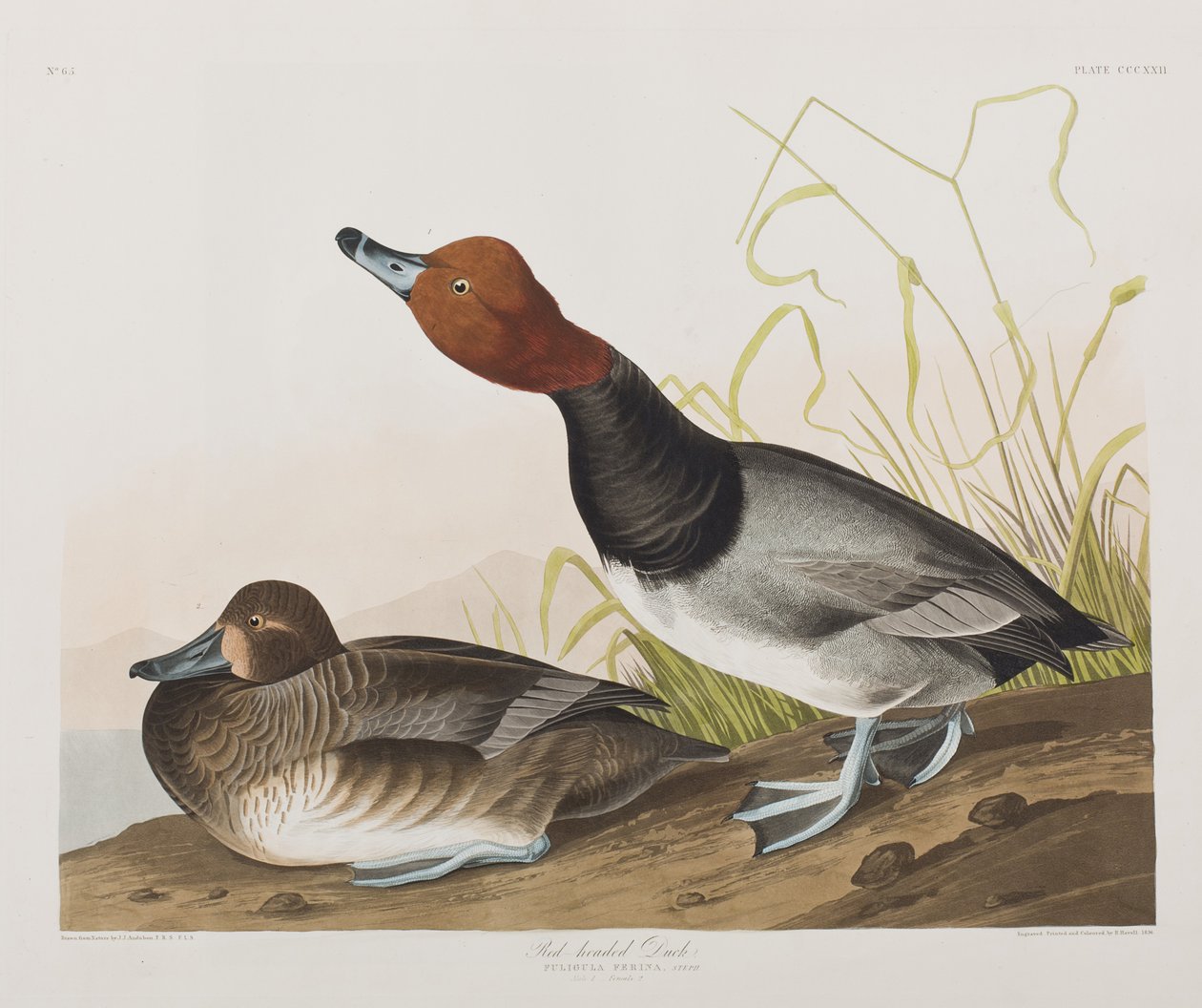 Ilustracja z „Birds of America” autorstwa John James Audubon