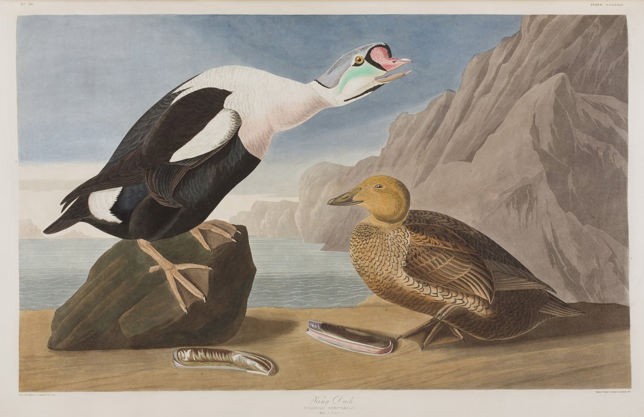 Ilustracja z „Birds of America” autorstwa John James Audubon