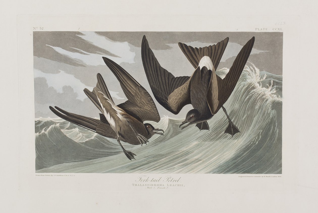 Ilustracja z „Birds of America” autorstwa John James Audubon