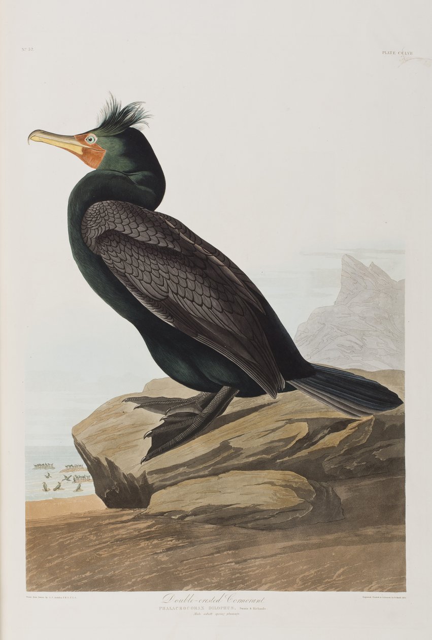 Ilustracja z „Birds of America” autorstwa John James Audubon