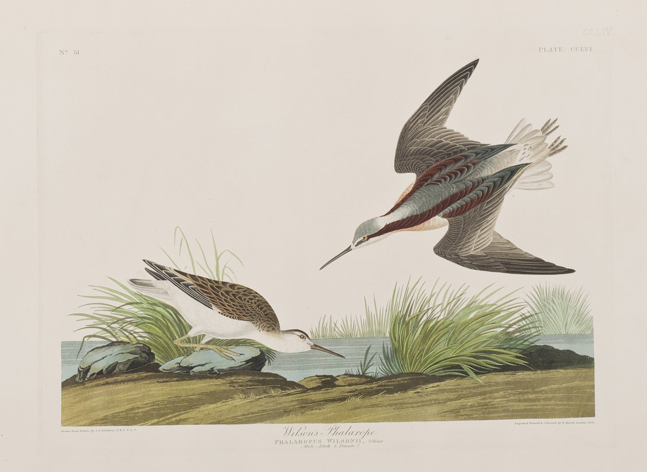 Ilustracja z „Birds of America” autorstwa John James Audubon