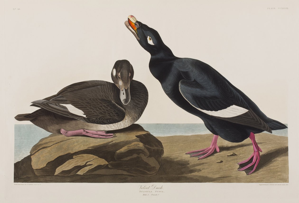 Ilustracja z "Ptaków Ameryki autorstwa John James Audubon