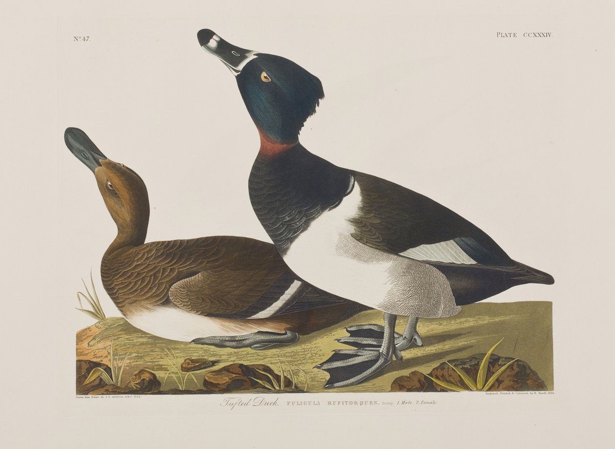 Ilustracja z „Birds of America” autorstwa John James Audubon