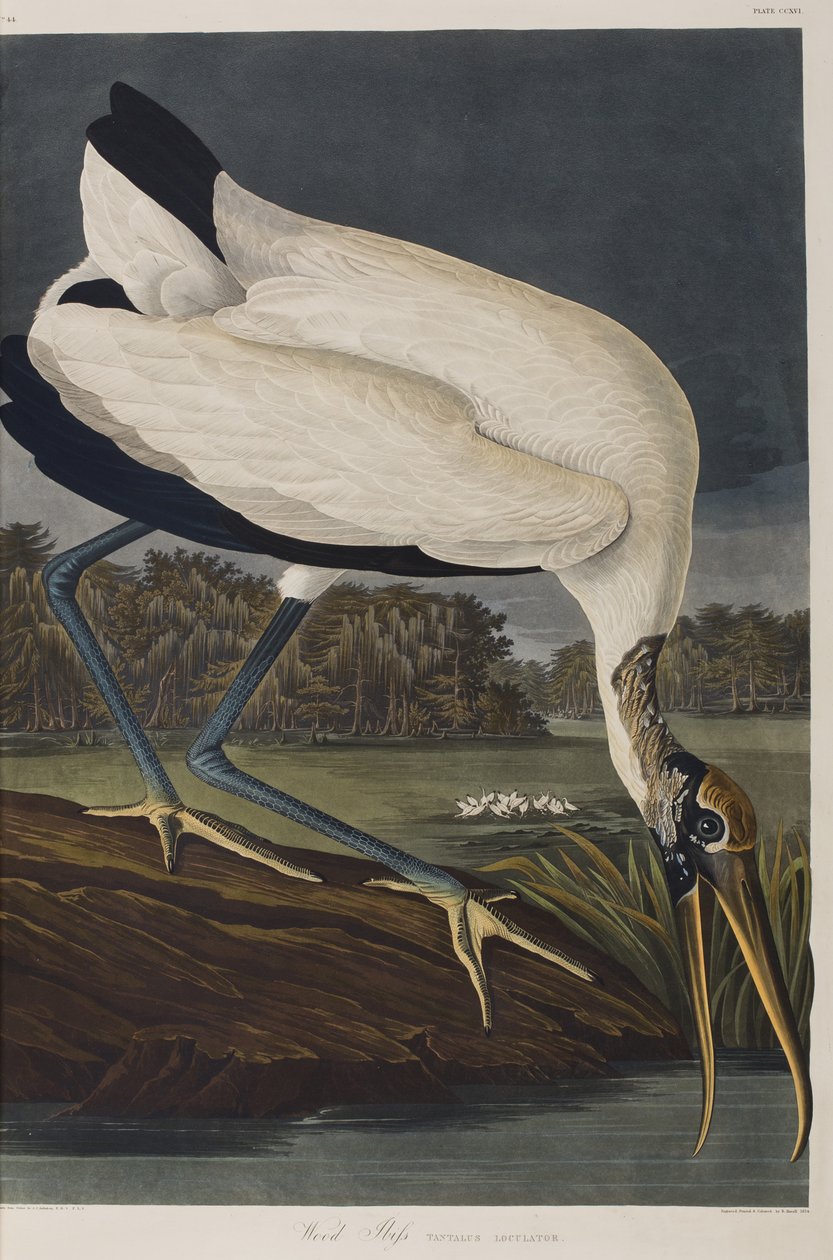 Ilustracja z „Birds of America” autorstwa John James Audubon