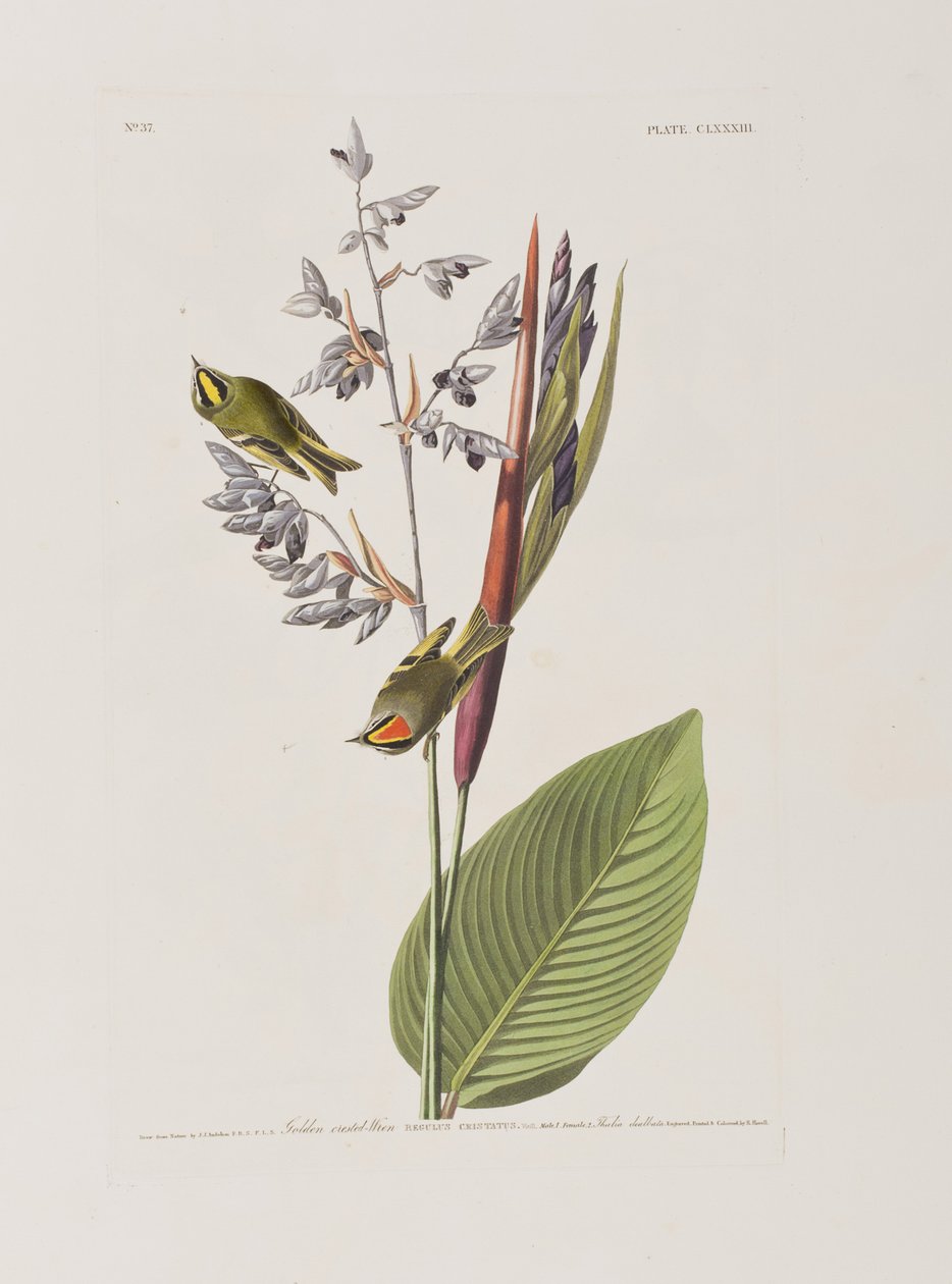 Ilustracja z „Birds of America” autorstwa John James Audubon