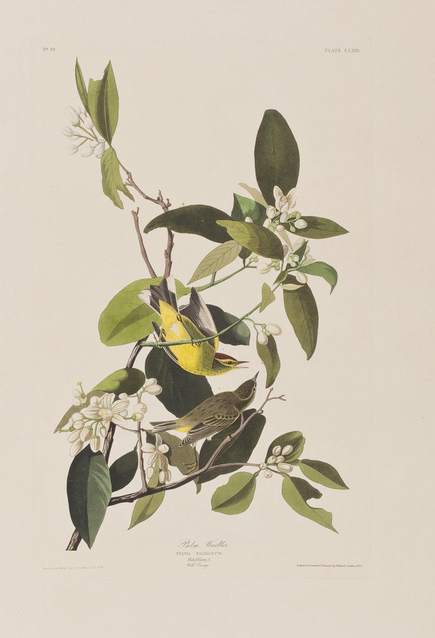 Ilustracja z „Birds of America” autorstwa John James Audubon