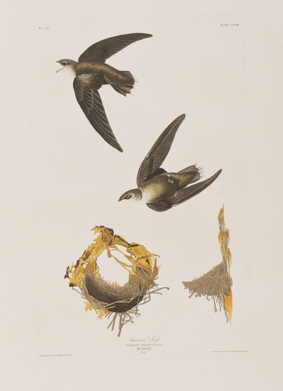 Ilustracja z „Birds of America” autorstwa John James Audubon