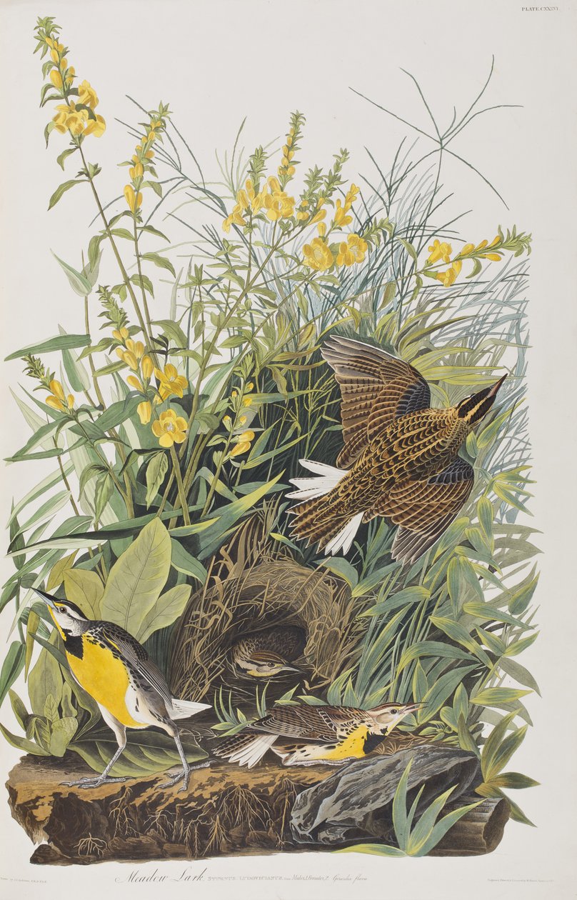 Ilustracja z „Birds of America” autorstwa John James Audubon