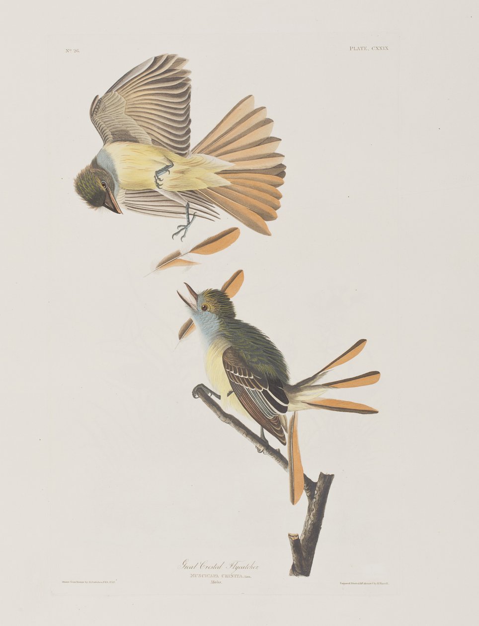 Ilustracja z „Birds of America” autorstwa John James Audubon