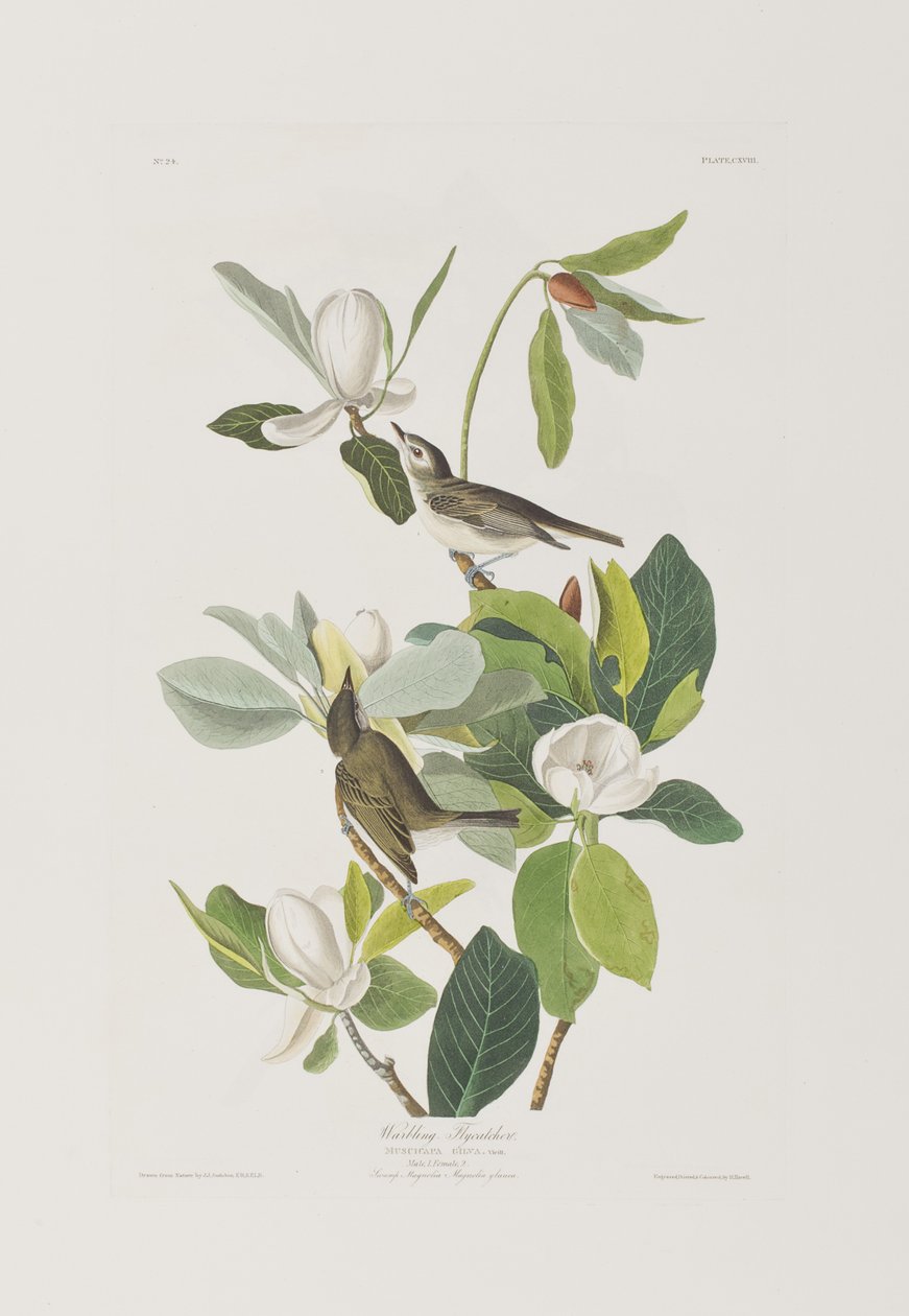 Ilustracja z „Birds of America” autorstwa John James Audubon