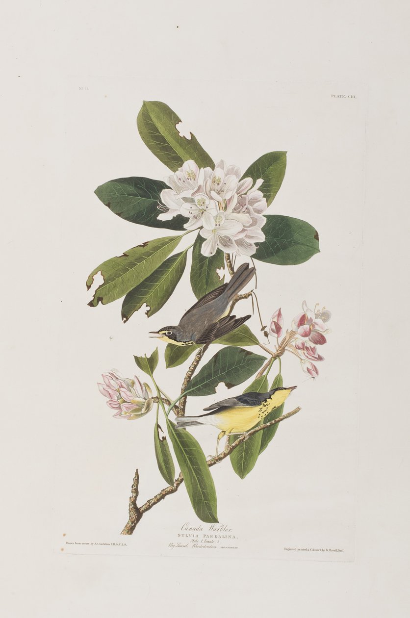 Ilustracja z "Ptaków Ameryki autorstwa John James Audubon