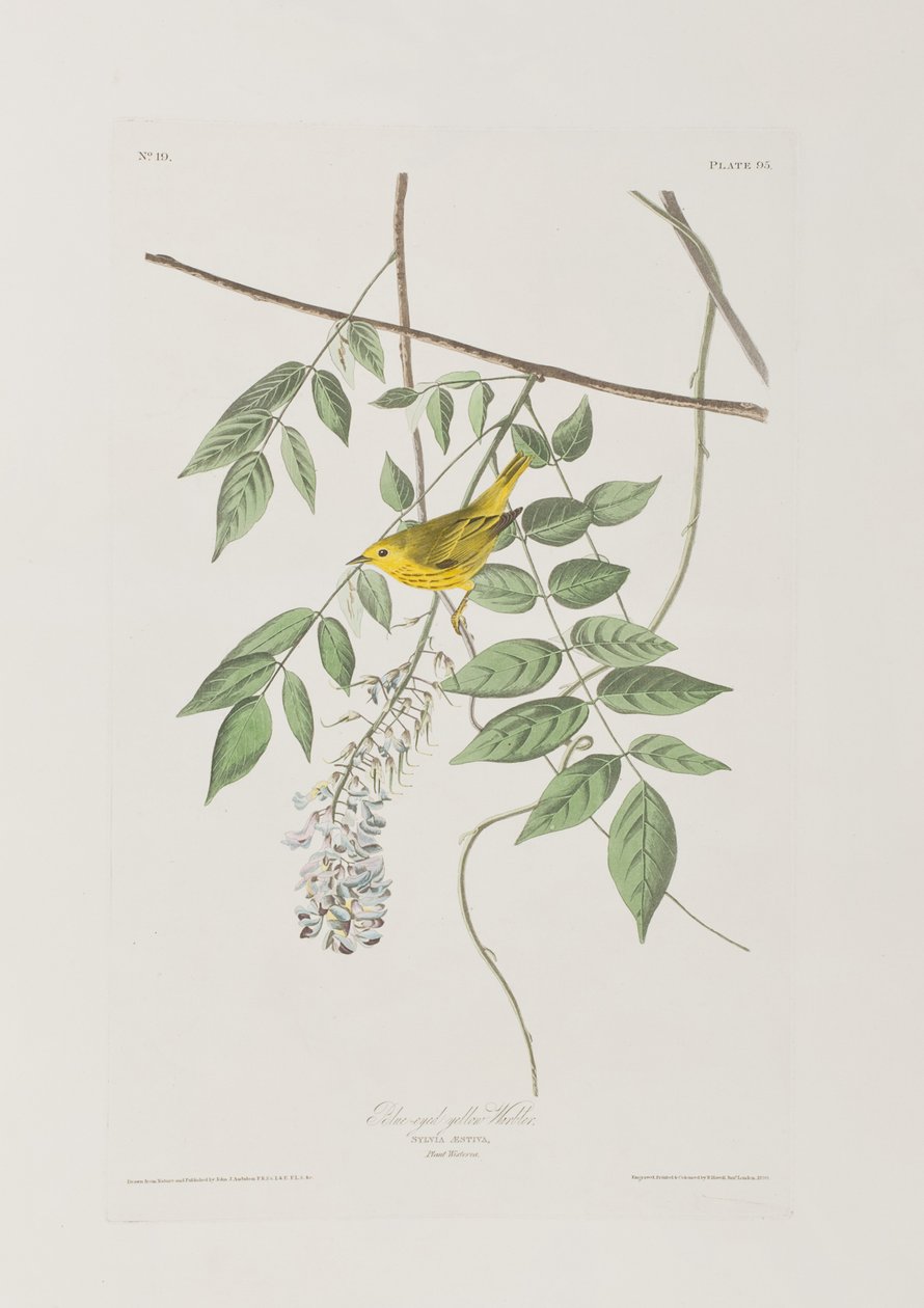 Ilustracja z „Birds of America” autorstwa John James Audubon
