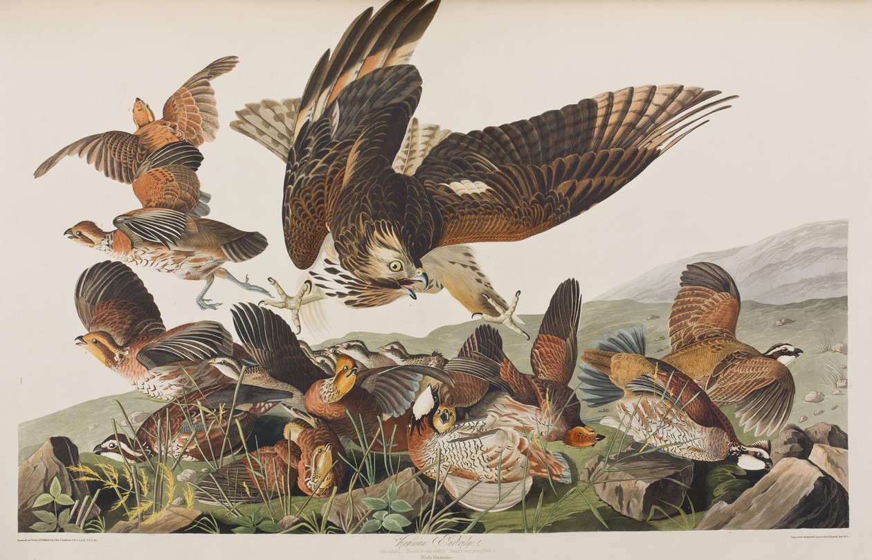 Ilustracja z „Birds of America” autorstwa John James Audubon