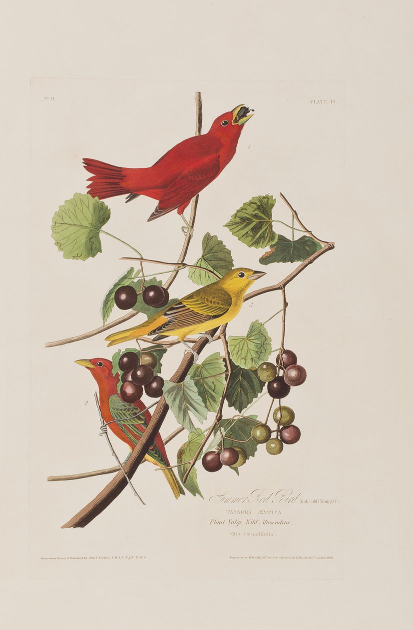 Ilustracja z „Birds of America” autorstwa John James Audubon