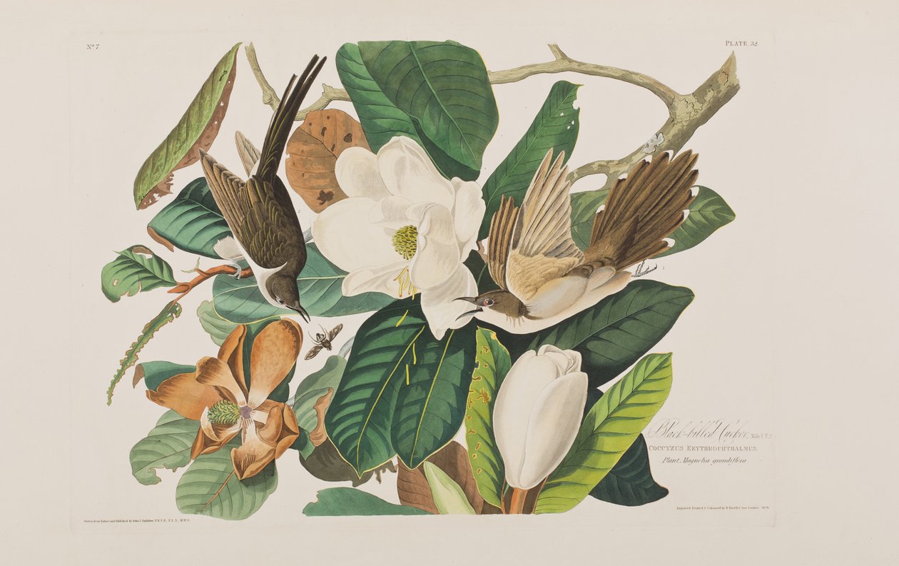 Ilustracja z „Birds of America” autorstwa John James Audubon