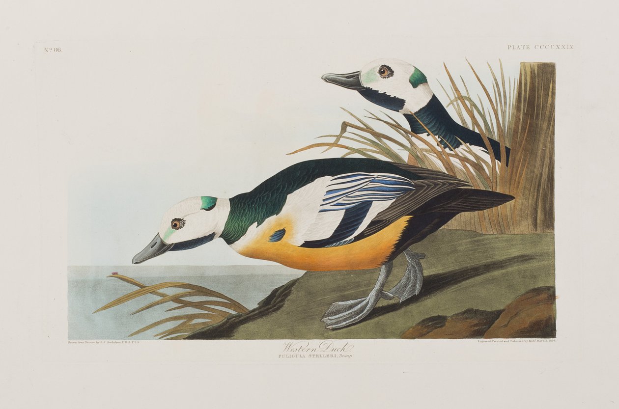 Ilustracja z "Ptaków Ameryki autorstwa John James Audubon