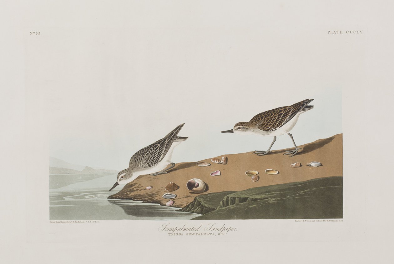 Ilustracja z „Birds of America” autorstwa John James Audubon