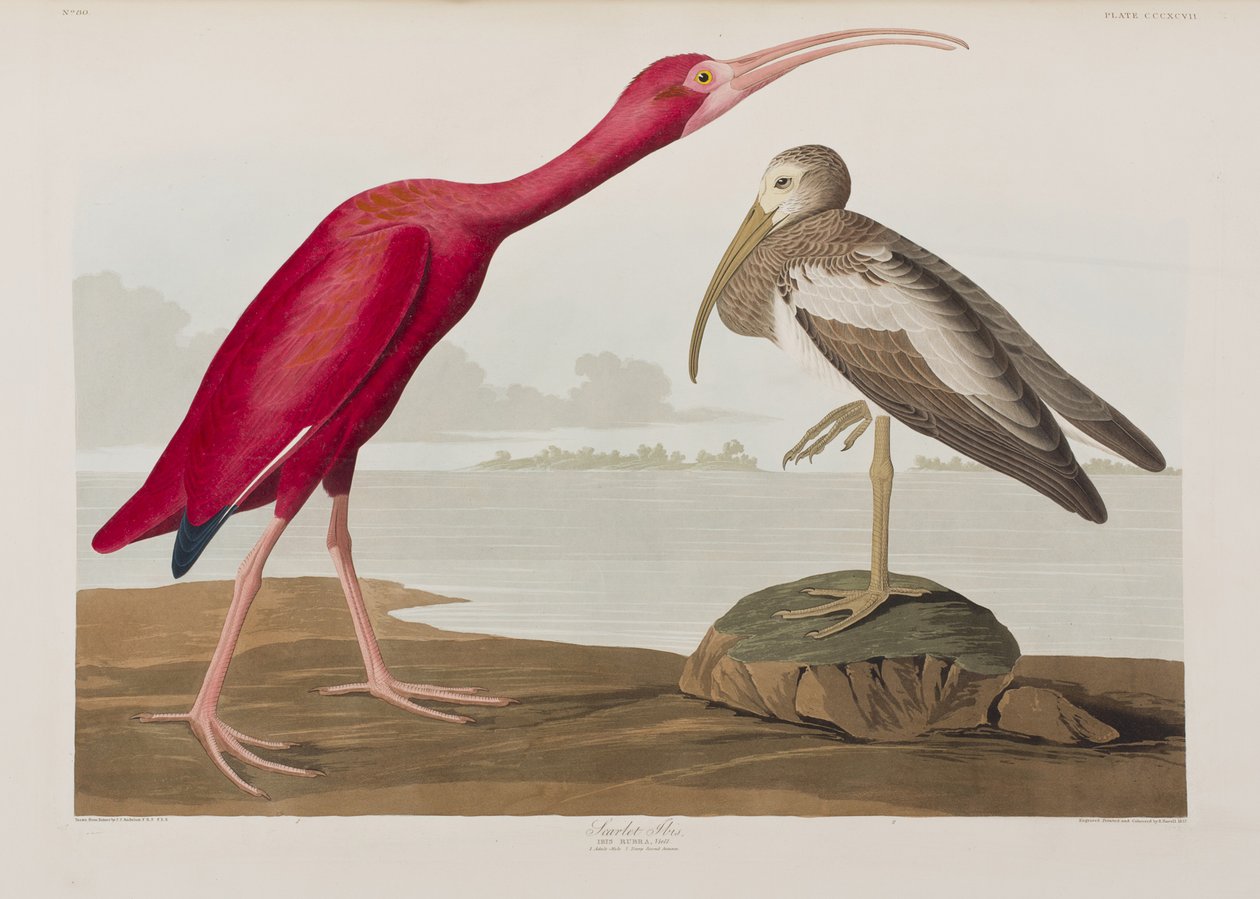 Ilustracja z „Birds of America” autorstwa John James Audubon
