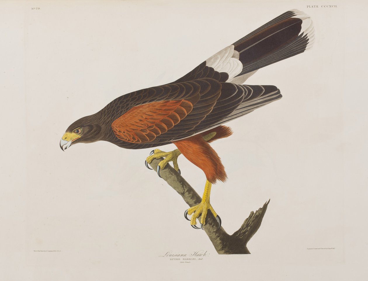 Ilustracja z „Birds of America” autorstwa John James Audubon