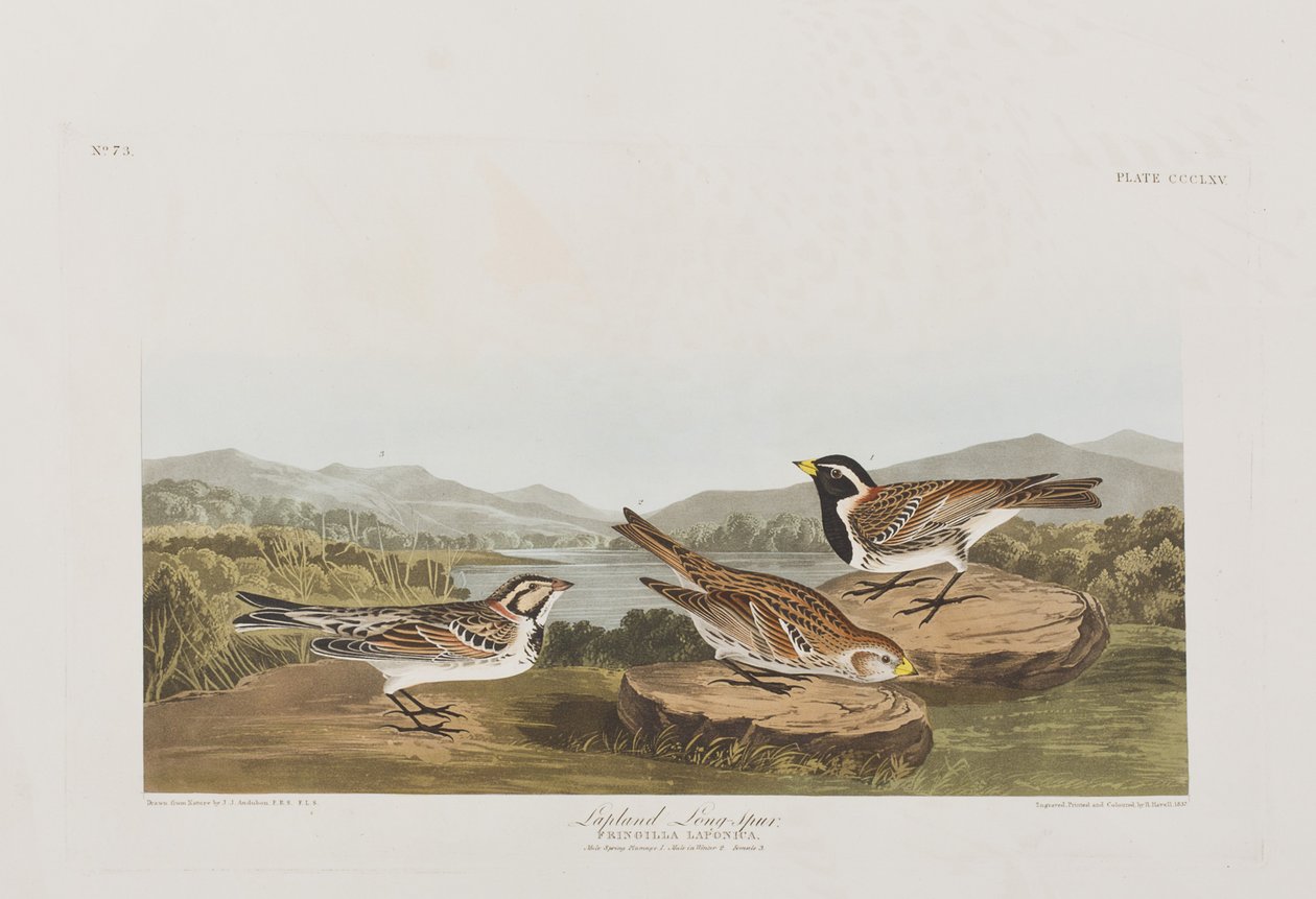 Ilustracja z „Birds of America” autorstwa John James Audubon