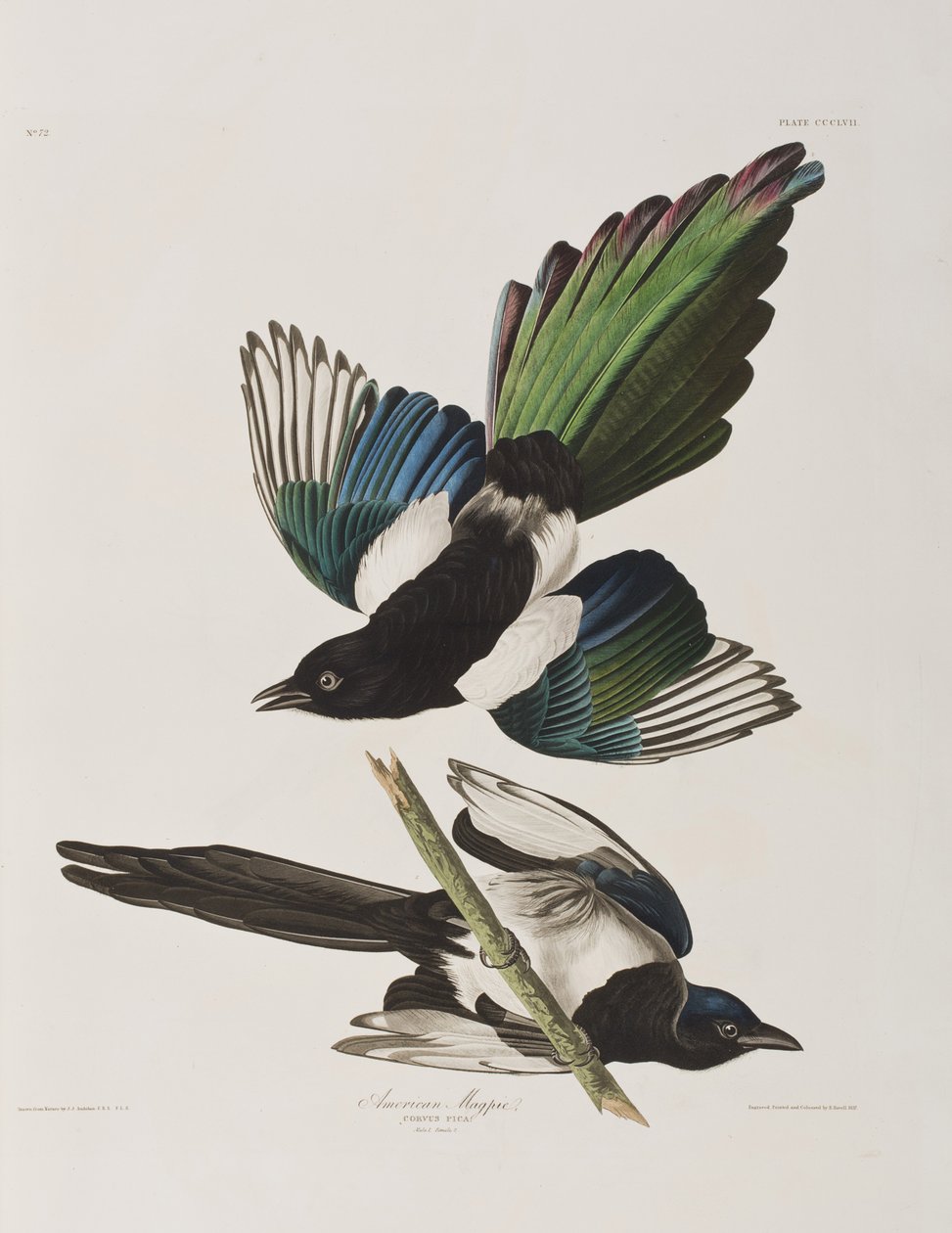 Ilustracja z „Birds of America” autorstwa John James Audubon