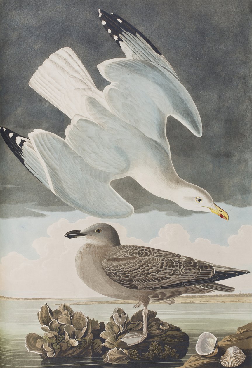 Ilustracja z „Birds of America” autorstwa John James Audubon