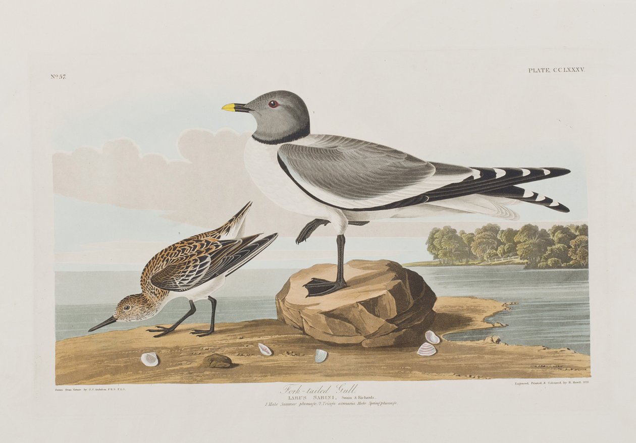 Ilustracja z „Birds of America” autorstwa John James Audubon