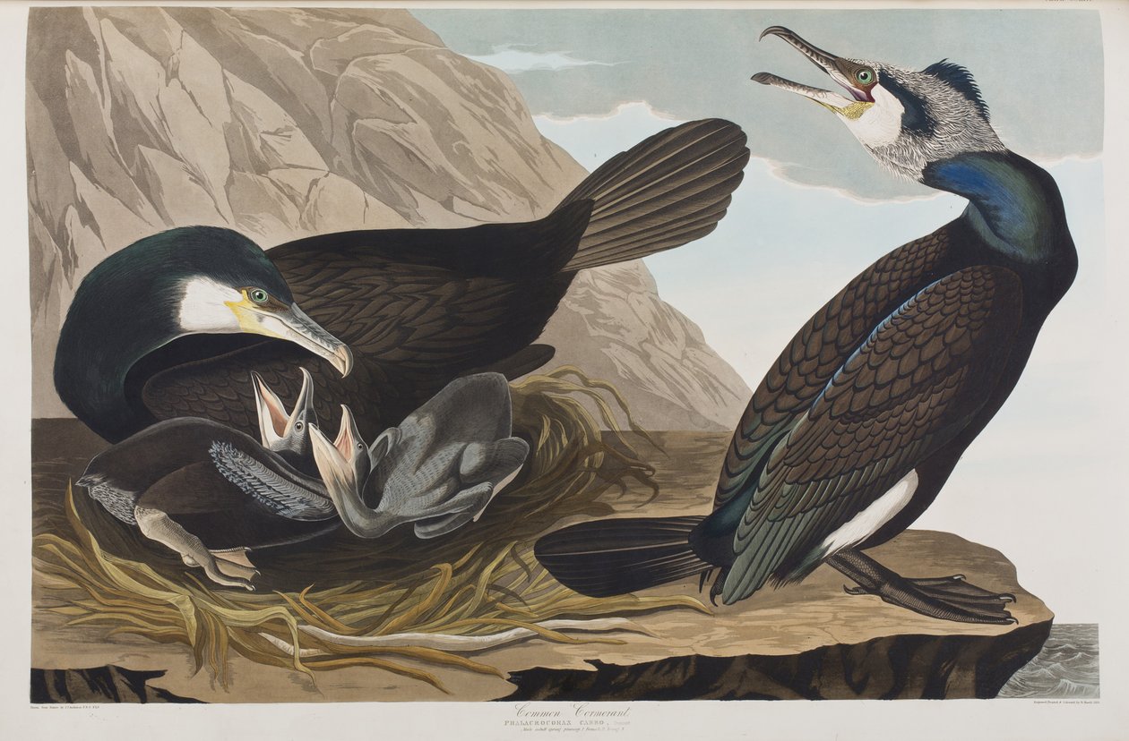 Ilustracja z "Ptaków Ameryki autorstwa John James Audubon