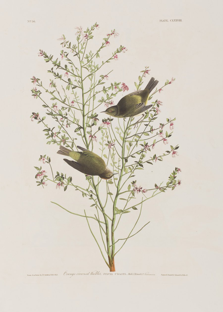 Ilustracja z „Birds of America” autorstwa John James Audubon