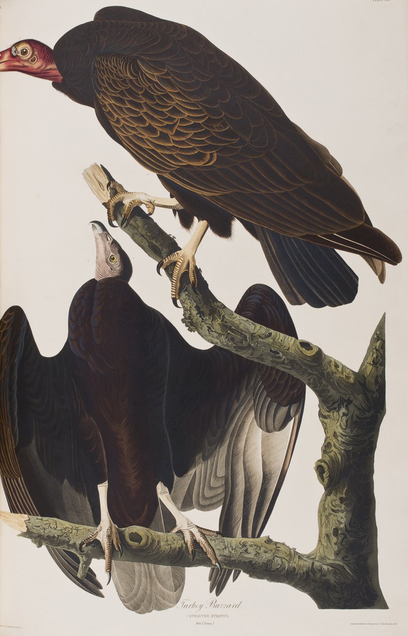 Ilustracja z „Birds of America” autorstwa John James Audubon
