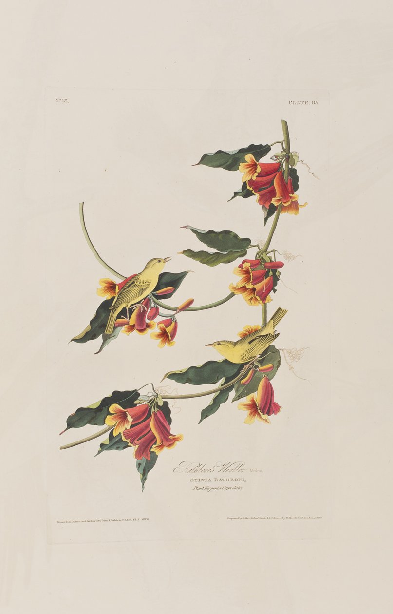 Ilustracja z „Birds of America” autorstwa John James Audubon