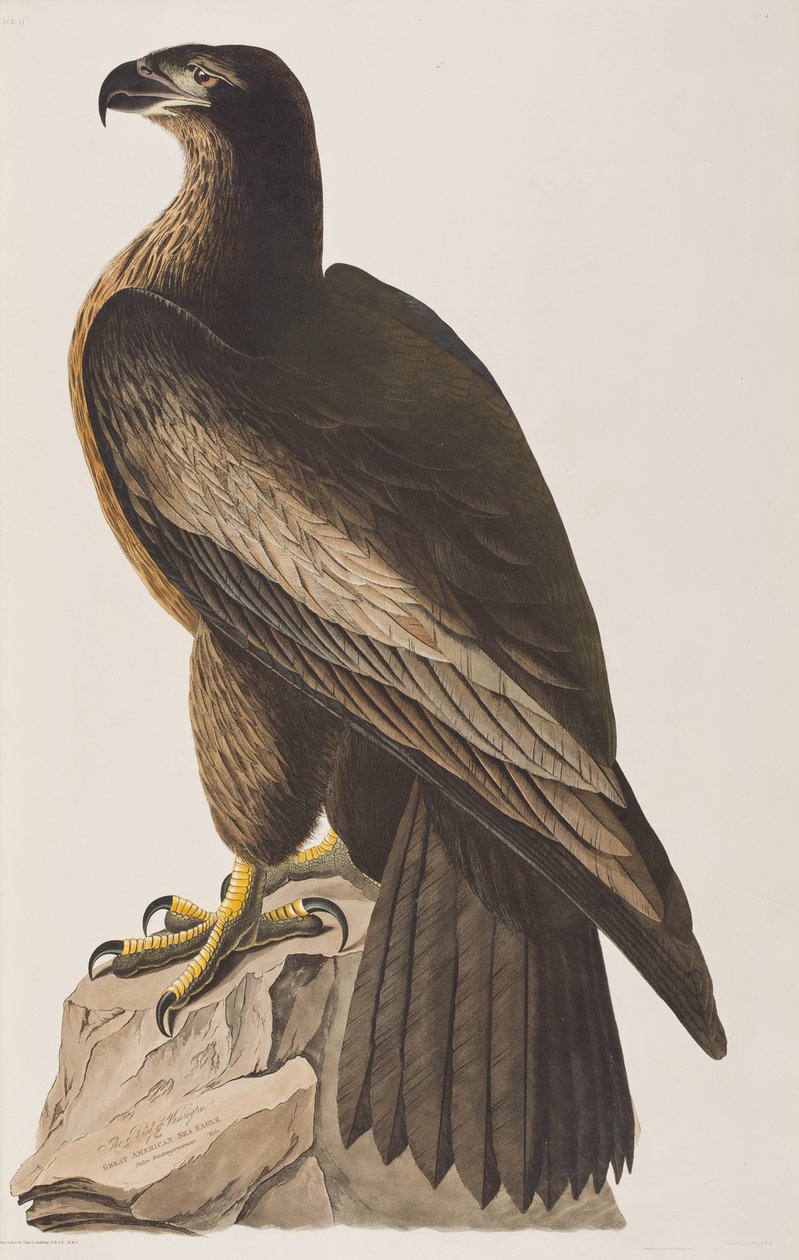 Ilustracja z „Birds of America” autorstwa John James Audubon
