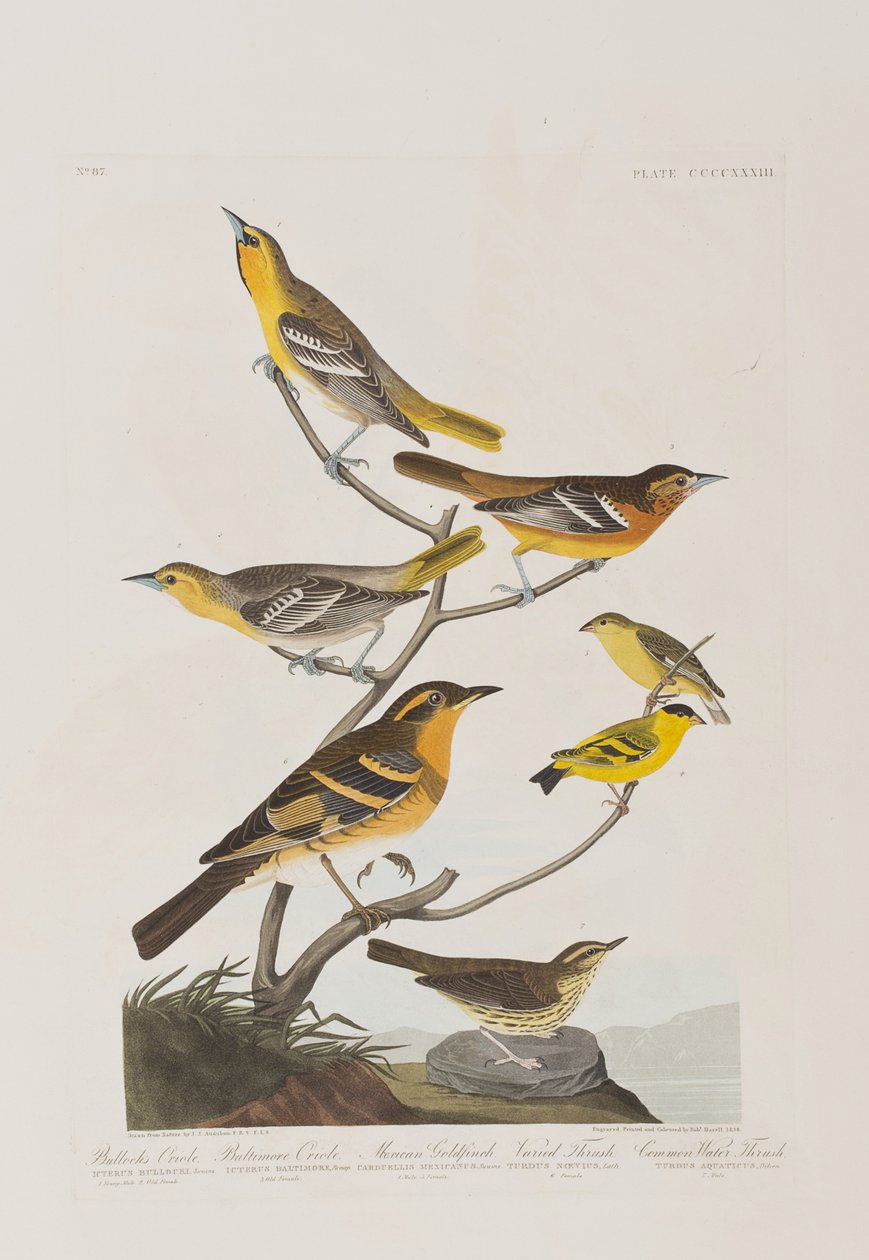 Ilustracja z "Ptaków Ameryki autorstwa John James Audubon