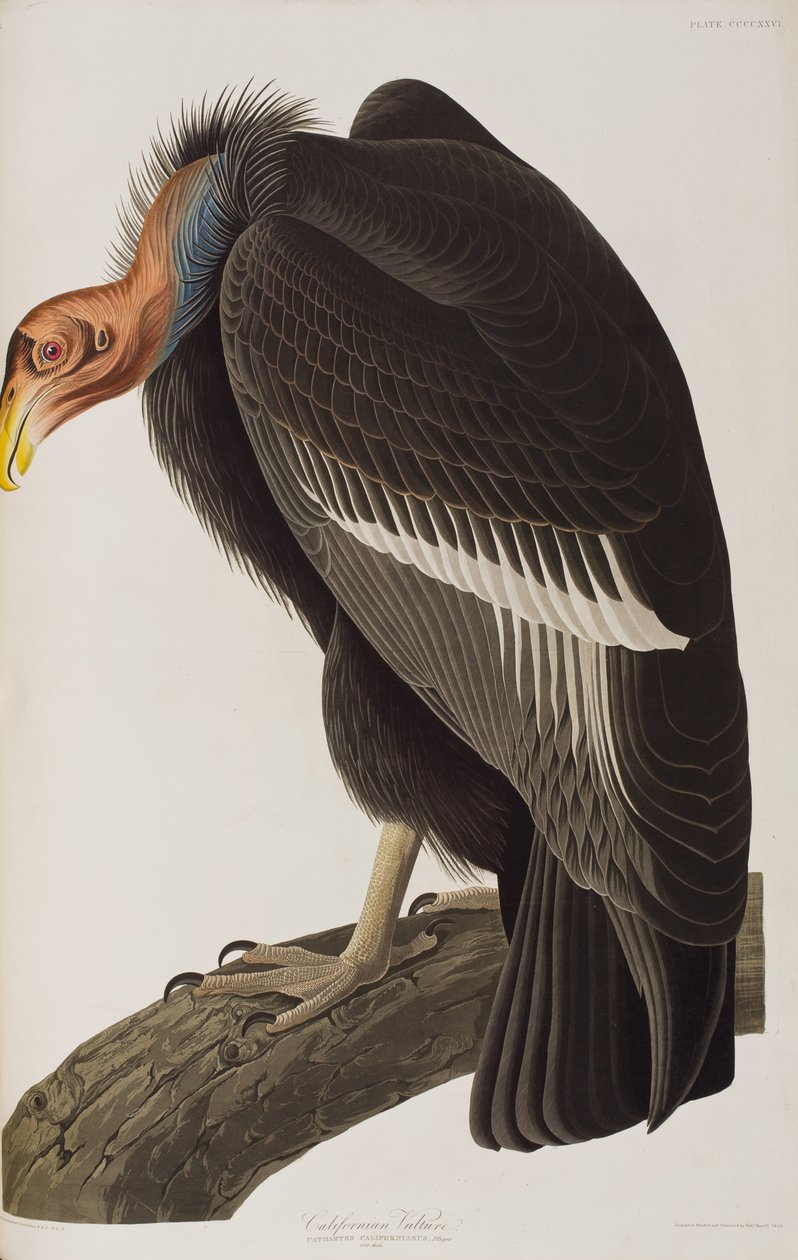 Ilustracja z „Birds of America” autorstwa John James Audubon